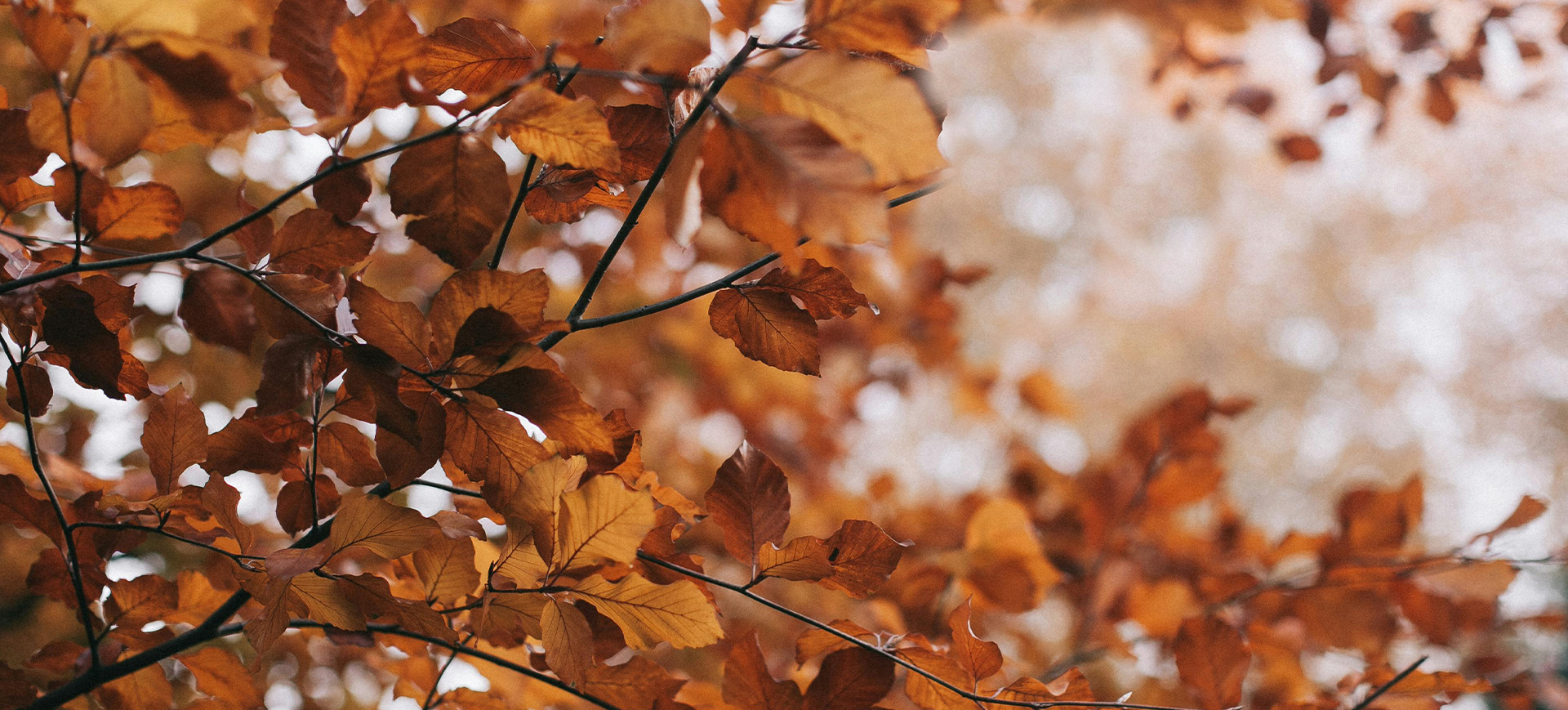 Autumn saver 1920x869 banner copy